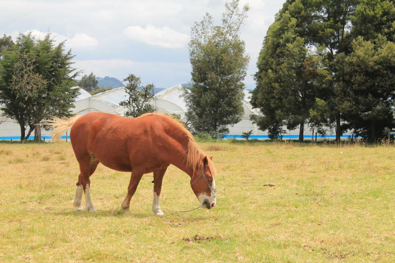 Hacienda Moncora, Un Lugar Hermoso Toda La Familia Y Amigos * El Rosal
